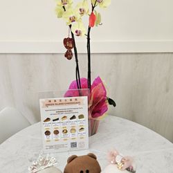 Green Island Cheesecake - Menu... with a pretty orchid plant!