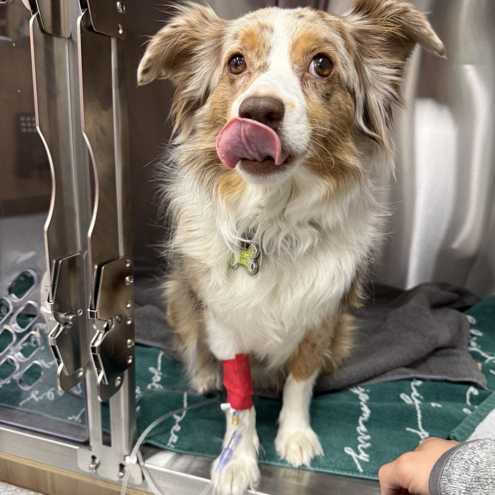 UrgentPaws - Patient - Augie! Receiving an IV drip! - Emergency Pet Hospital Near Me - Rancho Cucamonga, California UrgentPaws - Patient - Augie! Receiving an IV drip! - Emergency Pet Hospital Near Me - Rancho Cucamonga, California