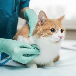 Addison Animal Hospital - untitled