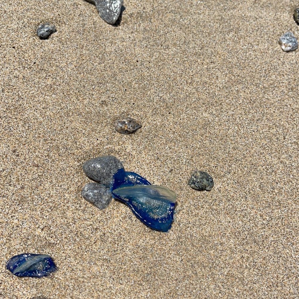 Kehoe Beach - Kehoe Beach - Beaches Near Me - Tomales Bay, California
