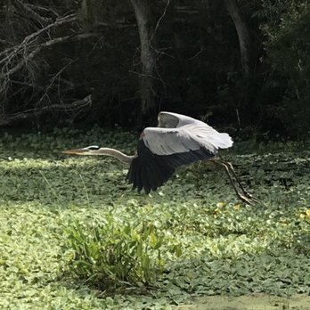 Orlando Wetlands - Bird - Parks Near Me - Christmas, Florida
