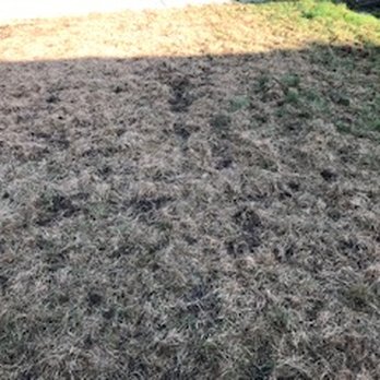 TruGreen - What used to be my rear lawn. Trugreen's weed treatment killed the 90 % of the lawn - Landscaping Near Me - Milpitas, California TruGreen - What used to be my rear lawn. Trugreen's weed treatment killed the 90 % of the lawn - Landscaping Near Me - Milpitas, California