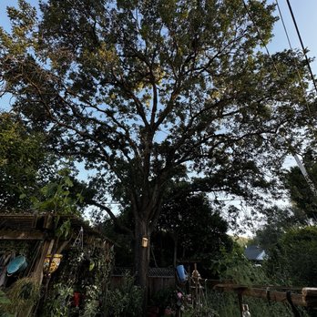 Sophisticated Tree Services - Tree Services Near Me Sophisticated Tree Services - Tree Services Near Me