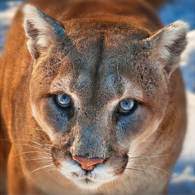 Bear Country USA by null