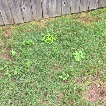Florida Pest Control - Weed control - Pest Control Near Me - Pensacola, Florida Florida Pest Control - Weed control - Pest Control Near Me - Pensacola, Florida