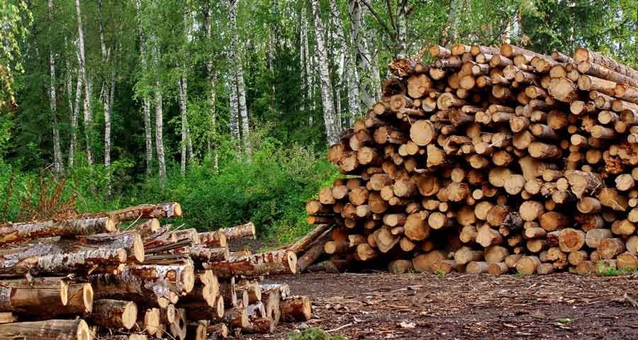 Doug's Tree Service - tree service in Park City, UT