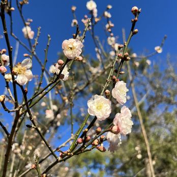 Japanese Garden - Botanical Gardens Near Me - Houston, Texas