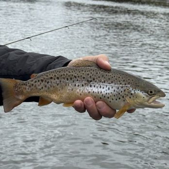 Premier Angling Guide Service - Fishing Near Me Premier Angling Guide Service - Fishing Near Me