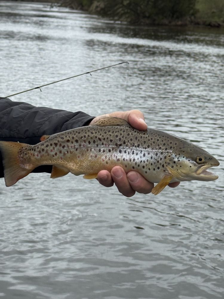 Premier Angling Guide Service Logo
