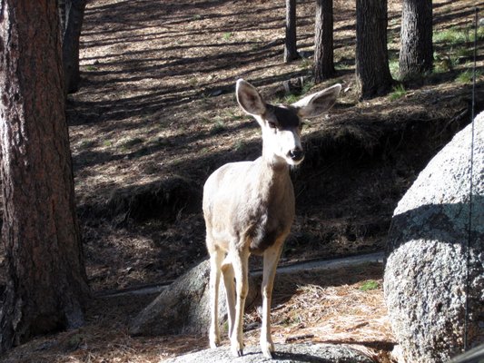 Hualapai Mountain Park Campground by null
