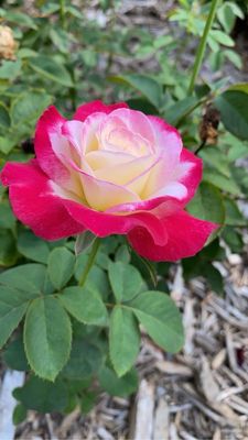 Ritter Park Rose Garden by null