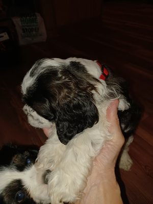 SHARON’S AMERICAN COCKER SPANIELS - Updated February 2026 - Request