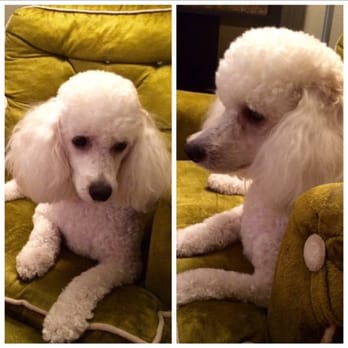 Puddy Cuts - My beautifully groomed by Puddy Cuts poodle! - Pet Groomers Near Me - Houston, Texas Puddy Cuts - My beautifully groomed by Puddy Cuts poodle! - Pet Groomers Near Me - Houston, Texas