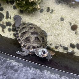 Sweet little turtle