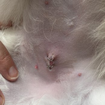 Murray Animal Hospital - They have to put stitches on her because their staff told me false information - Veterinarians Near Me - Blaine, Minnesota Murray Animal Hospital - They have to put stitches on her because their staff told me false information - Veterinarians Near Me - Blaine, Minnesota