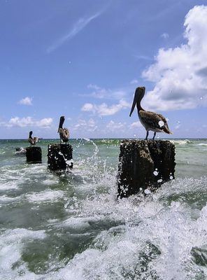 Bal Harbour Beach by null