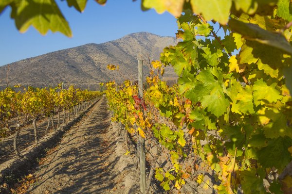 Napa Valley Tours & Transportation by null