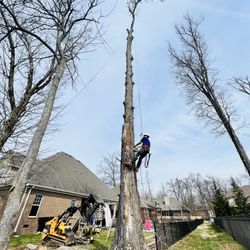 Miguel's Tree Services