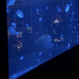 Jellyfish fish tank