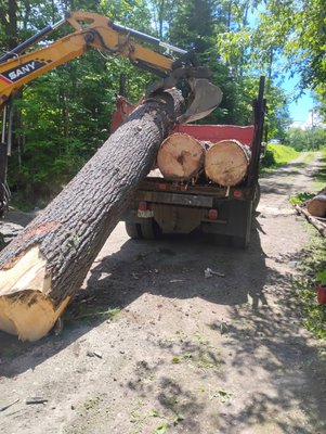 Northern New England Tree Removal on Yelp