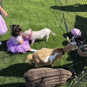 Picture Perfect Ponys - Petting zoo - Petting Zoos Near Me - Fallbrook, California Picture Perfect Ponys - Petting zoo - Petting Zoos Near Me - Fallbrook, California