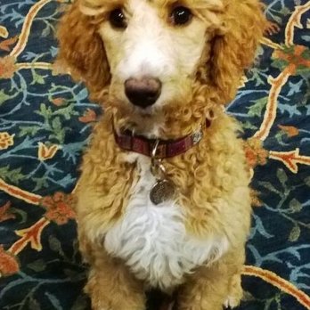 Celebrity Red Standards - Yes, she is a Parti girl. We got here for here temperament not to show. - Pet Breeders Near Me