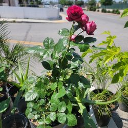 Aparicio Gardening