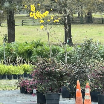 Laly Acres Nursery - Beautiful selection - Nurseries & Gardening Near Me - Ocala, Florida