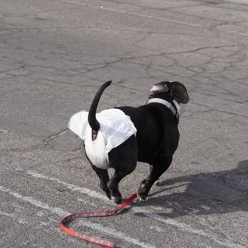 Lvk9 - Pet Training Near Me - Las Vegas, Nevada Lvk9 - Pet Training Near Me - Las Vegas, Nevada