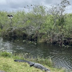Nathaniel P Reed Visitor Center - Gator sightings