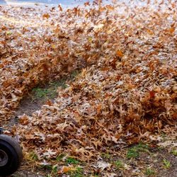 Greener Grounds - Leaf Removal