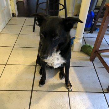 Petco - Pet Training Near Me - Longview, Washington