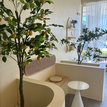 Tea Lab - a lemon tree in the corner of the room - Bubble Tea Near Me - Plantation, Florida Tea Lab - a lemon tree in the corner of the room - Bubble Tea Near Me - Plantation, Florida