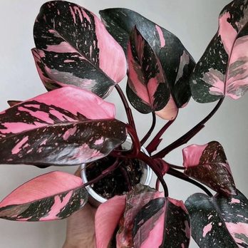 Platt Hill Nursery - Philodendron Pink Princess: One-of-a-kind pink variegation - Collector - living art with a story. Available at Platt Hill Nursery - Nurseries & Gardening Near Me - Bloomingdale, Illinois