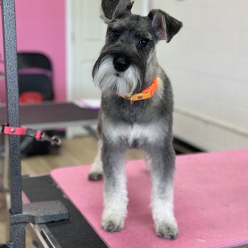 Dogs N Divas - Pet Groomers Near Me - Southgate, Michigan Dogs N Divas - Pet Groomers Near Me - Southgate, Michigan