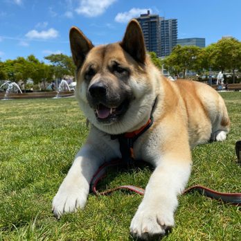 Waterfront Park - Zelda chilling in the park. - Parks Near Me - San Diego, California Waterfront Park - Zelda chilling in the park. - Parks Near Me - San Diego, California