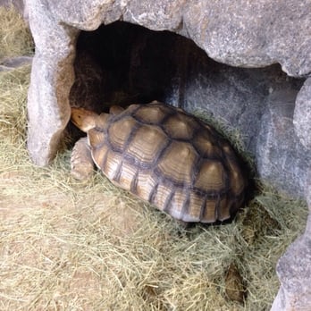 Austin Aquarium - Depressed looking tortoise - Aquariums Near Me - Austin, Texas