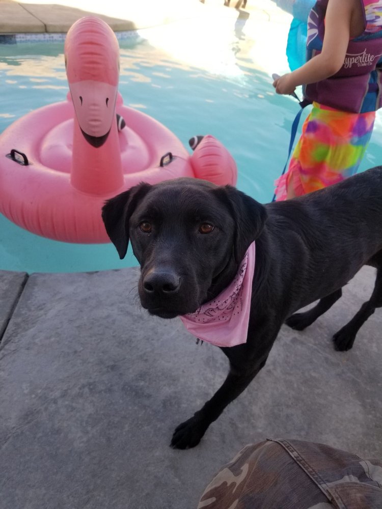 SEARS VETERINARY HOSPITAL Updated October 2024 33 Photos & 82