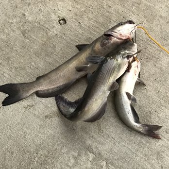 Twin Lakes Catfish Farm - Diners Near Me - Baxter, Tennessee Twin Lakes Catfish Farm - Diners Near Me - Baxter, Tennessee