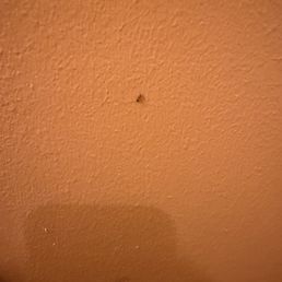 ant in first room ant in first room