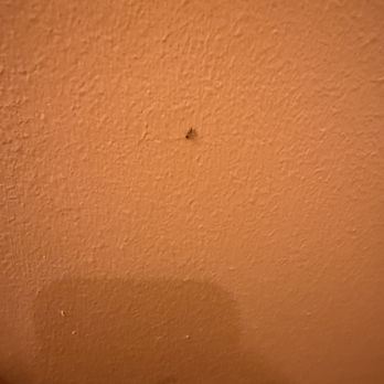 Hilo Hawaiian Hotel - ant in first room - Hotels Near Me - Hilo, Hawaii Hilo Hawaiian Hotel - ant in first room - Hotels Near Me - Hilo, Hawaii