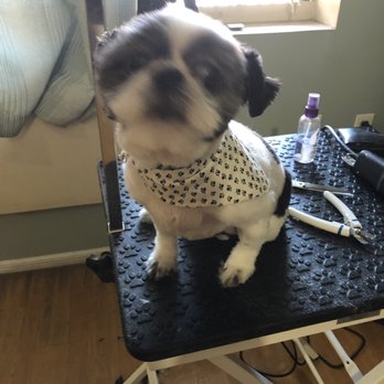 Groomit - Pet Groomers Near Me