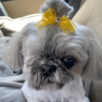 Fur Babies Pet Salon - Poppy - Pet Groomers Near Me - Apple Valley, California