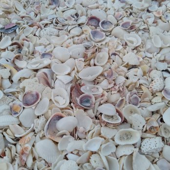 Sanibel Sea School - Educational Services Near Me - Sanibel, Florida