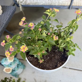 Waterwise Botanicals - Nurseries & Gardening Near Me - Bonsall, California