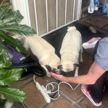 The Loving Groomer - Kimmie and Pickles having a great time getting their hair blow dried - Pet Groomers Near Me The Loving Groomer - Kimmie and Pickles having a great time getting their hair blow dried - Pet Groomers Near Me