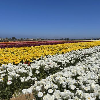 The Flower Fields - Venues & Event Spaces Near Me - Carlsbad, California The Flower Fields - Venues & Event Spaces Near Me - Carlsbad, California