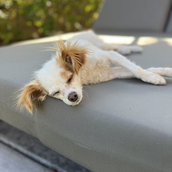 Majestic Dog Training - Pet Training Near Me - Palm Desert, California Majestic Dog Training - Pet Training Near Me - Palm Desert, California