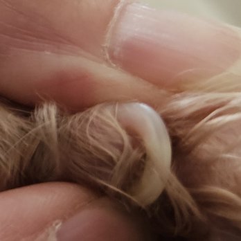 Just Dandy Pet Parlour - negligence on behalf of Monica at shop. Nail growing into pad. - Pet Groomers Near Me - Fruitland Park, Florida