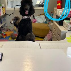 Wizard of Paws - Something to hit dogs with